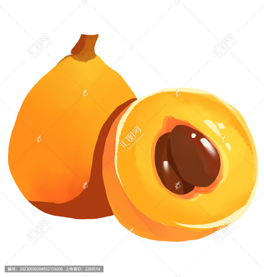 枇杷插畫