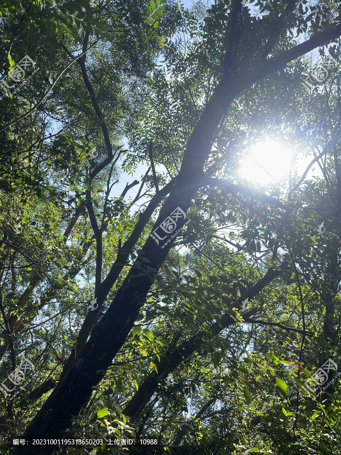 森林树木阳光