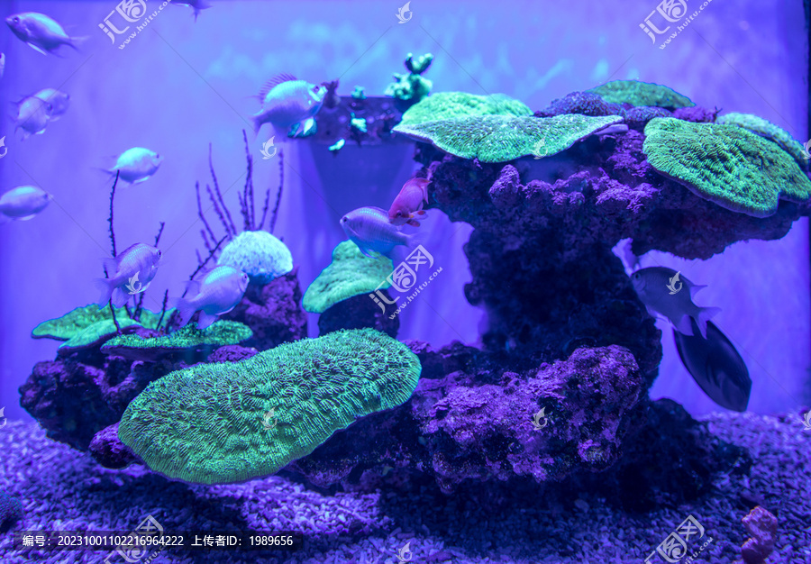 海底珊瑚鱼类