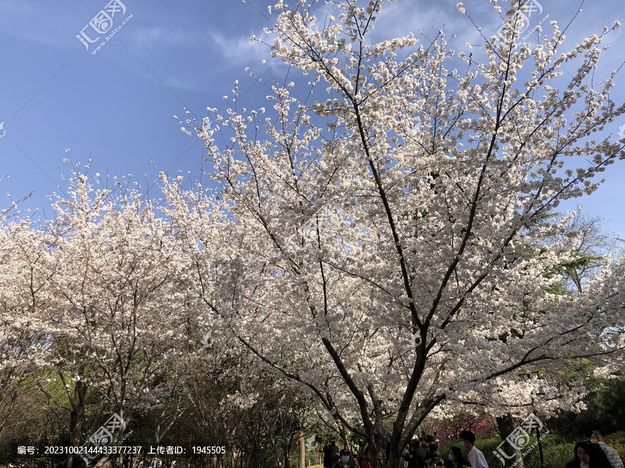 春暖花开