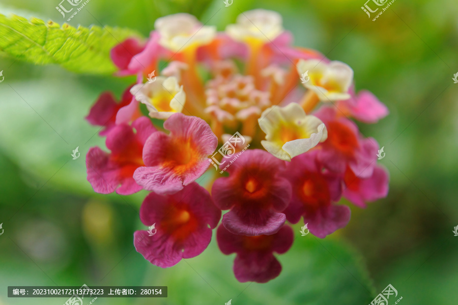 马缨丹花花絮