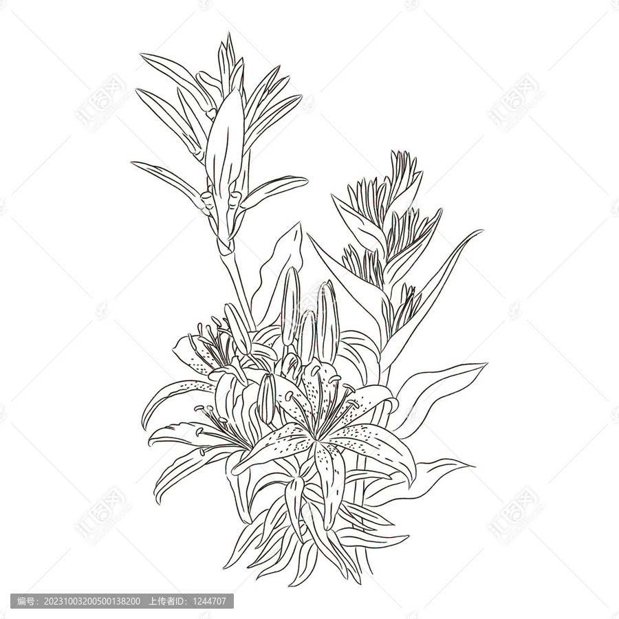 百合花線稿