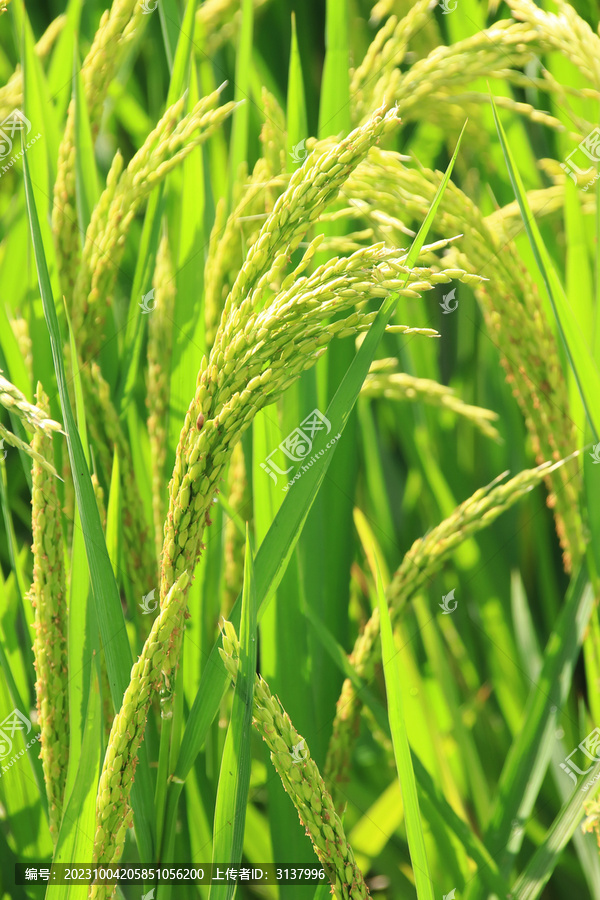 田地水稻种植