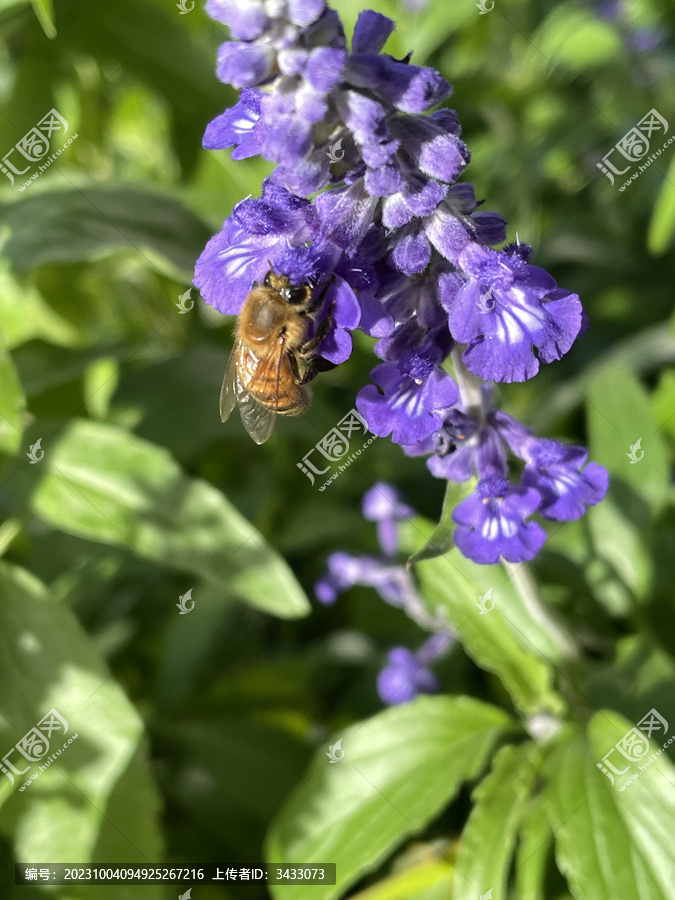 花朵上的蜜蜂