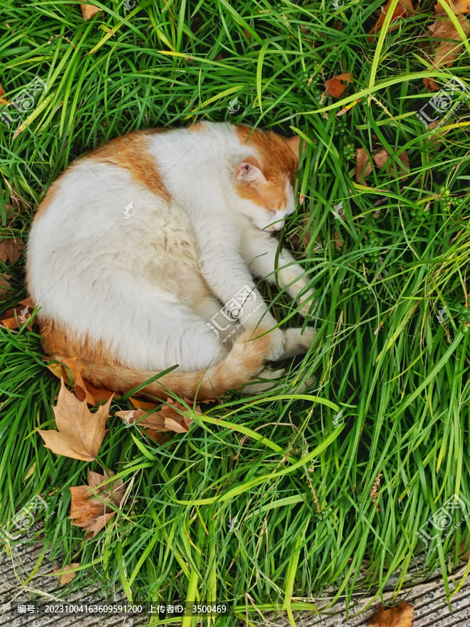 草丛睡觉的橘猫