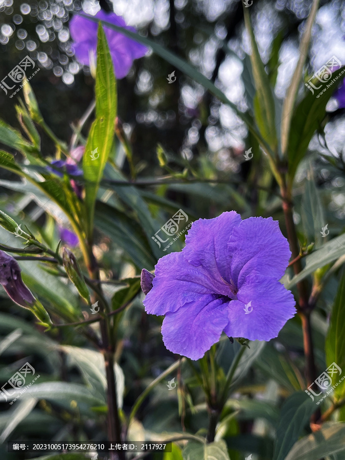 紫色花朵