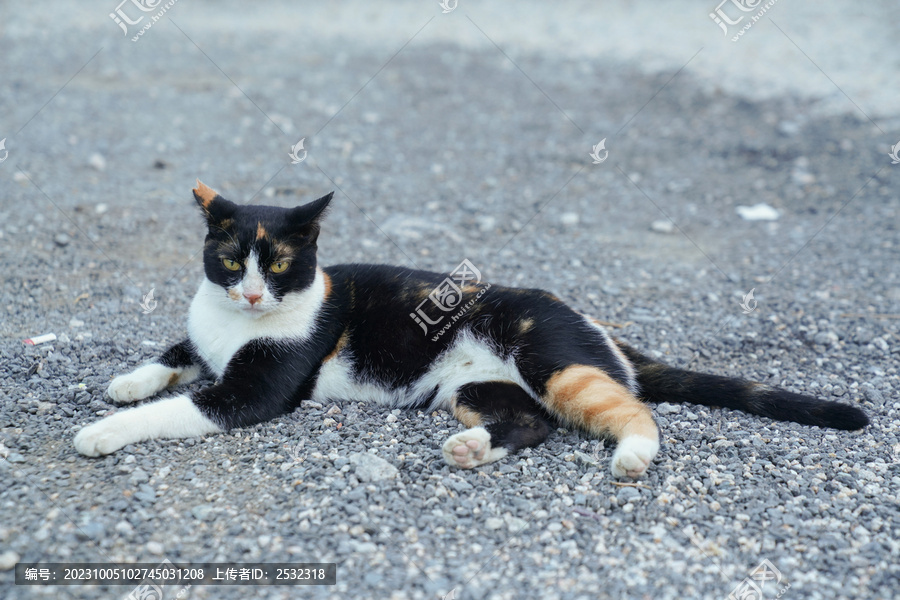 小猫猫萌宠宠物猫可爱萌猫