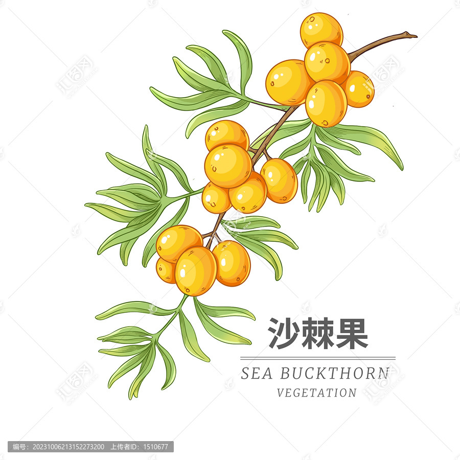 沙棘果水果包裝插畫