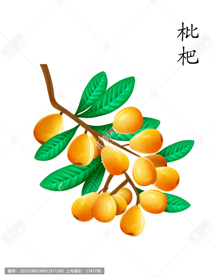 枇杷