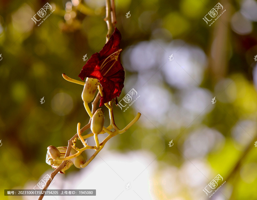 吊灯花