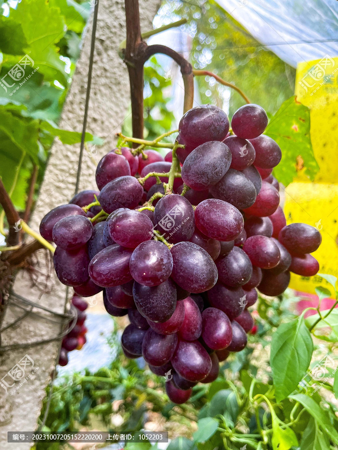 果园挂果成熟提子葡萄温克
