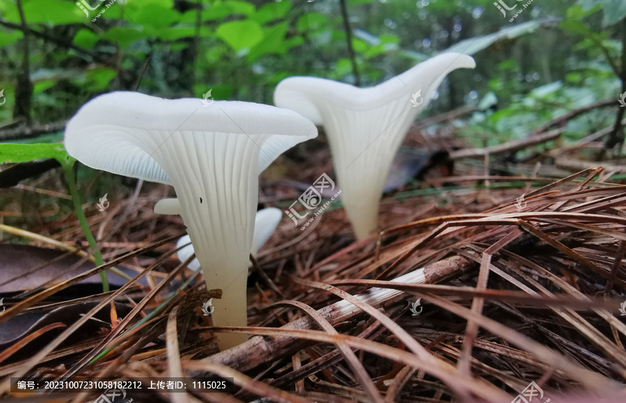 喇叭状白色蘑菇