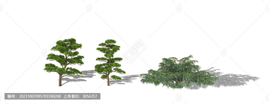 高清松樹