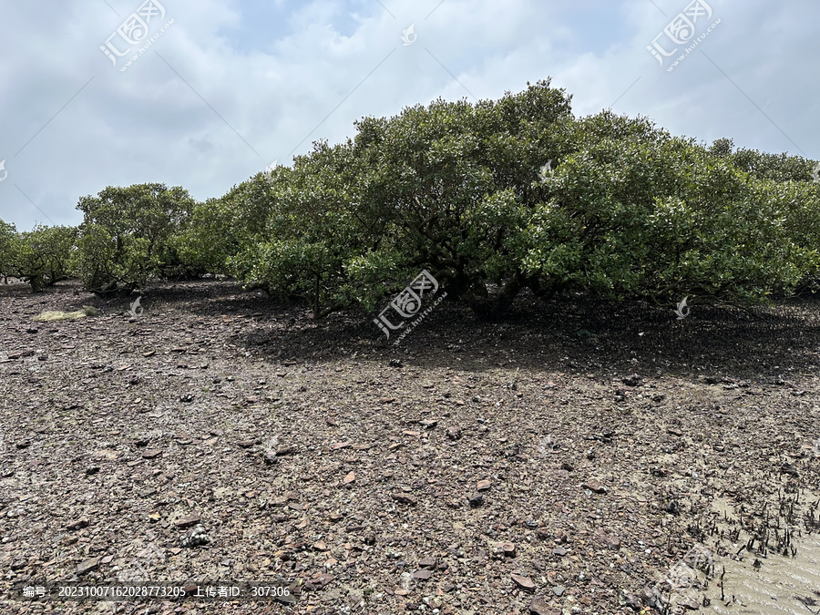 广东湛江特呈岛红树林观光景区