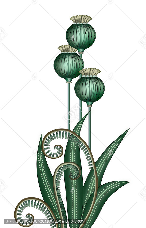 植物花卉
