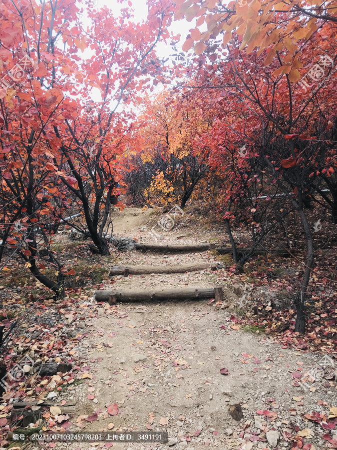 舞彩浅山