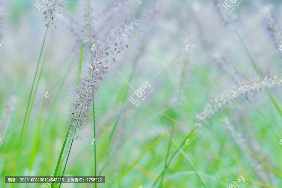 狗尾巴草