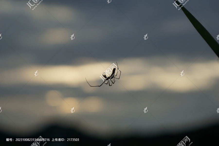 蜘蛛在夕阳下结网