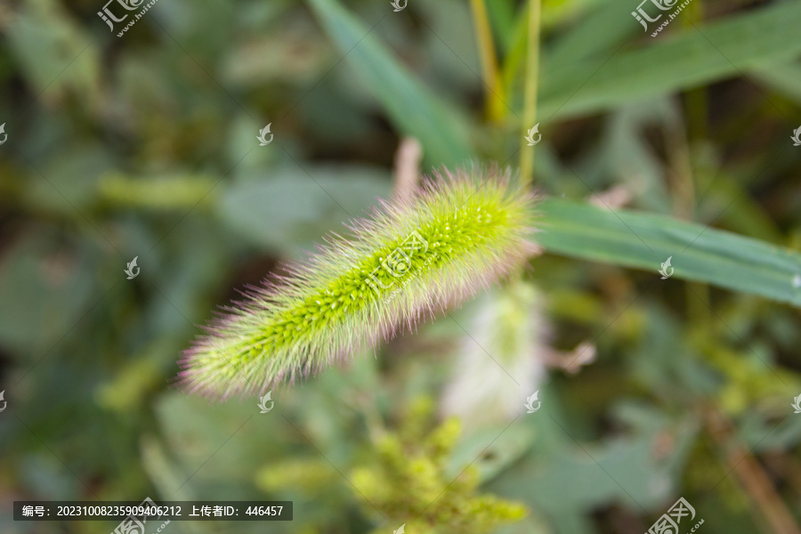 狗尾巴草