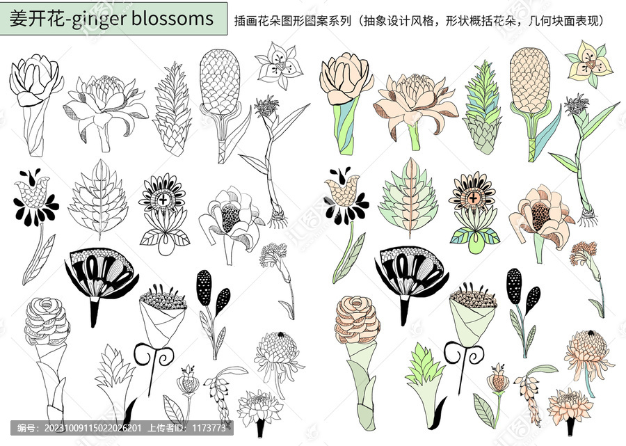 手绘姜开花抽象风格插画