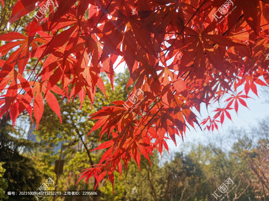 红枫