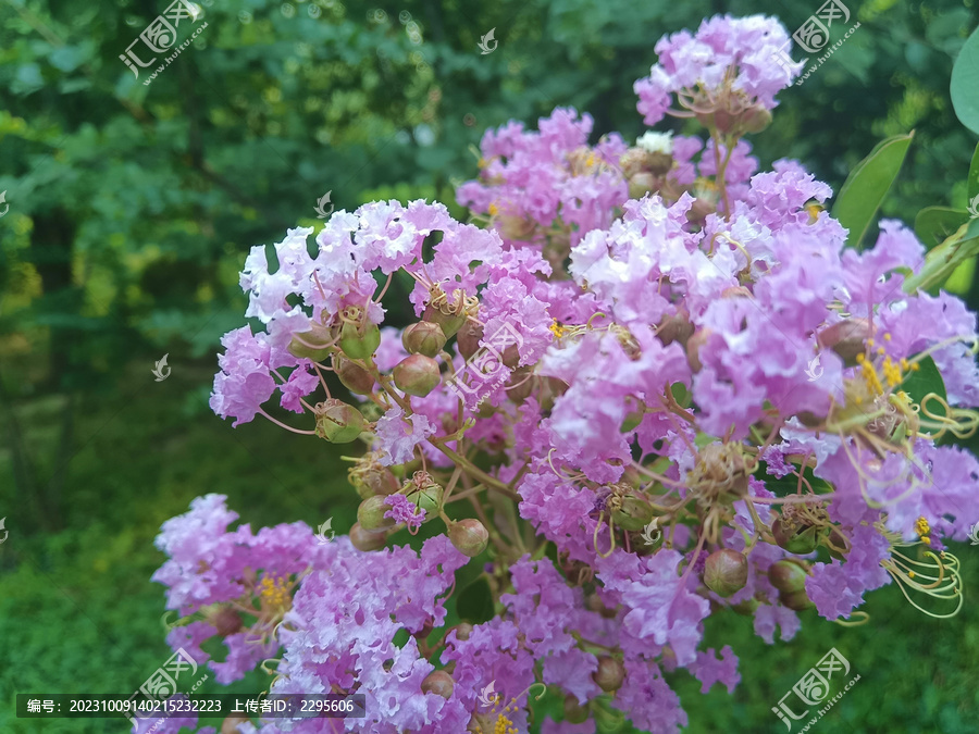 紫薇花紫荆花