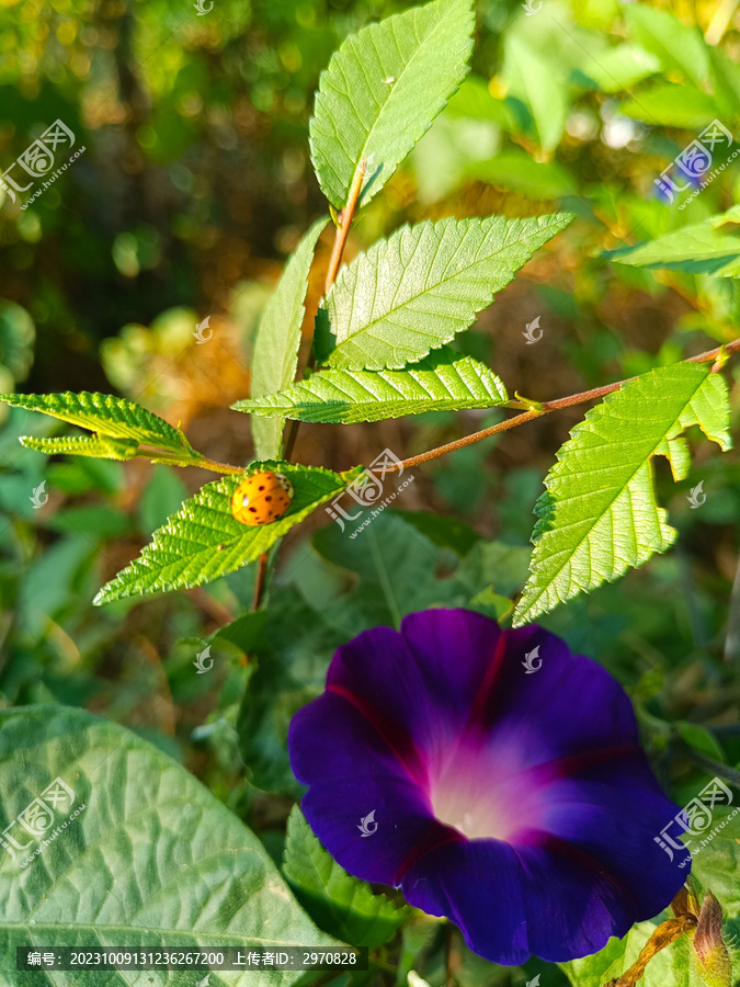 甲壳虫牵牛花