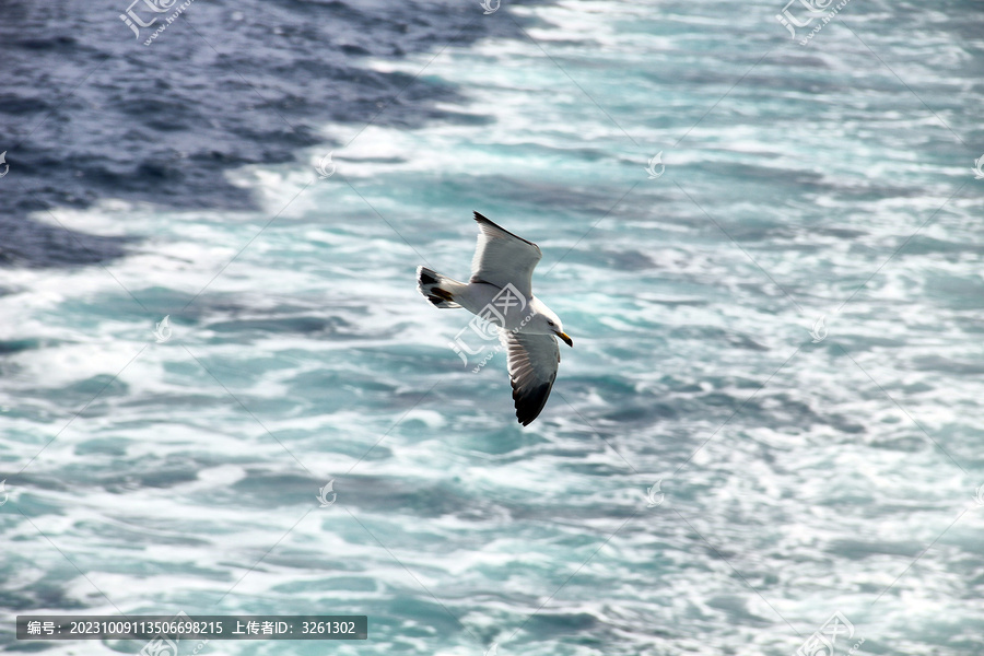 海浪海鸥海鸟