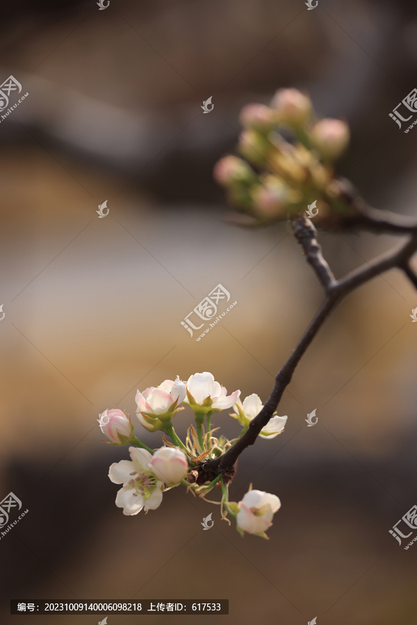 梨树开花