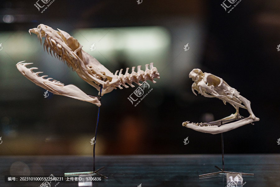 蛇头骨骼标本