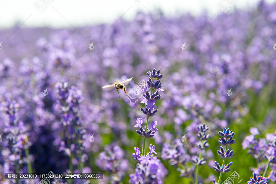 薰衣草花丛中的蜜蜂