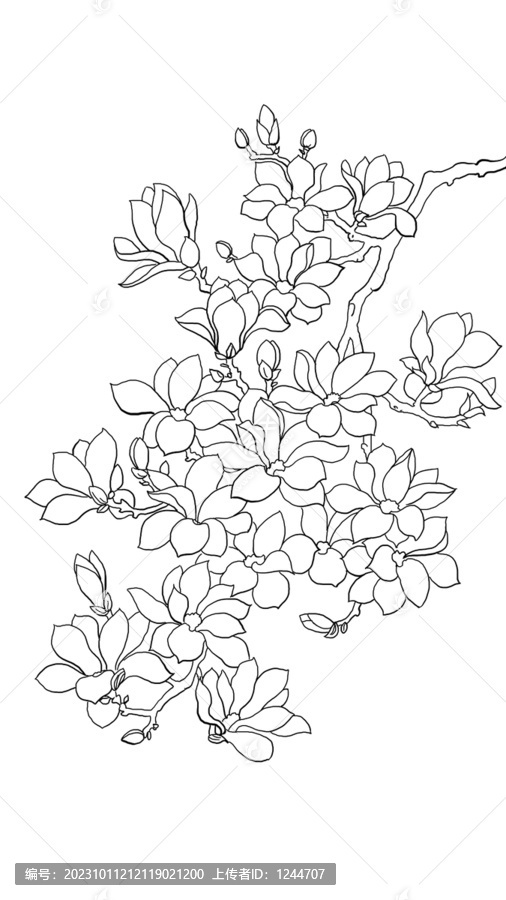 玉蘭花線稿
