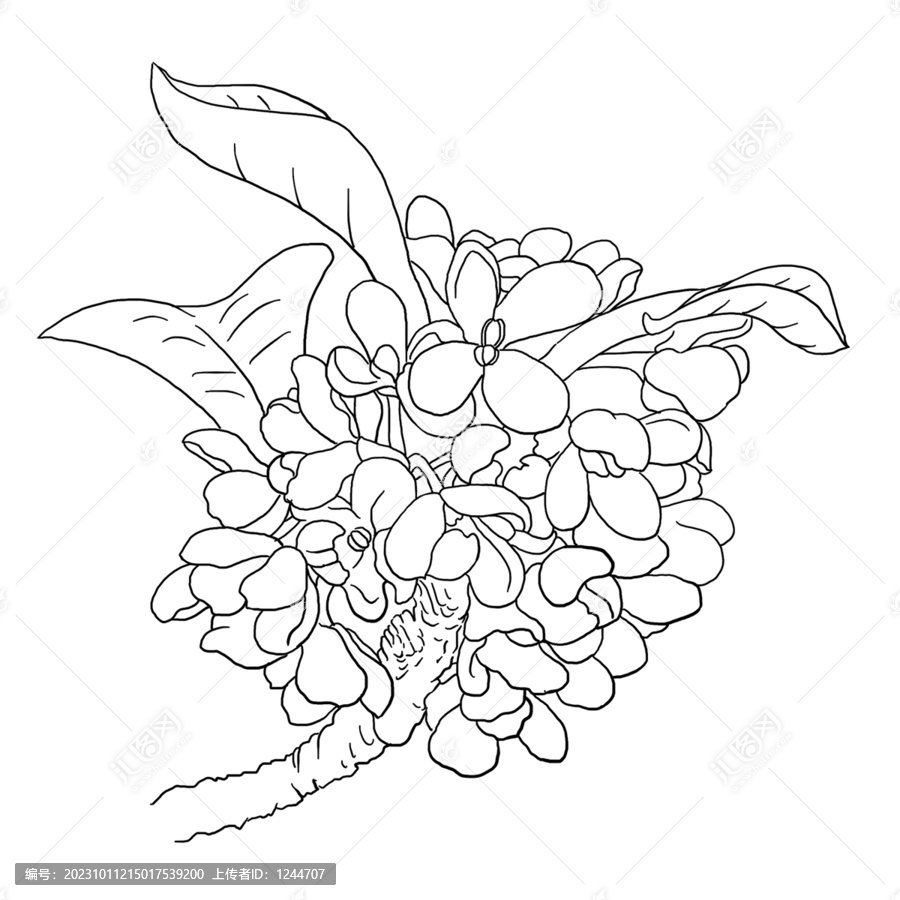 桂花