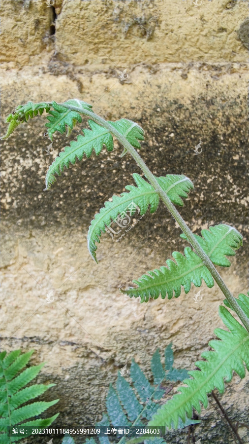 植物花草