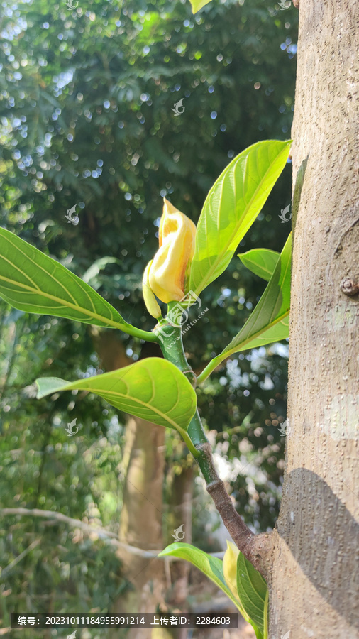 植物花草