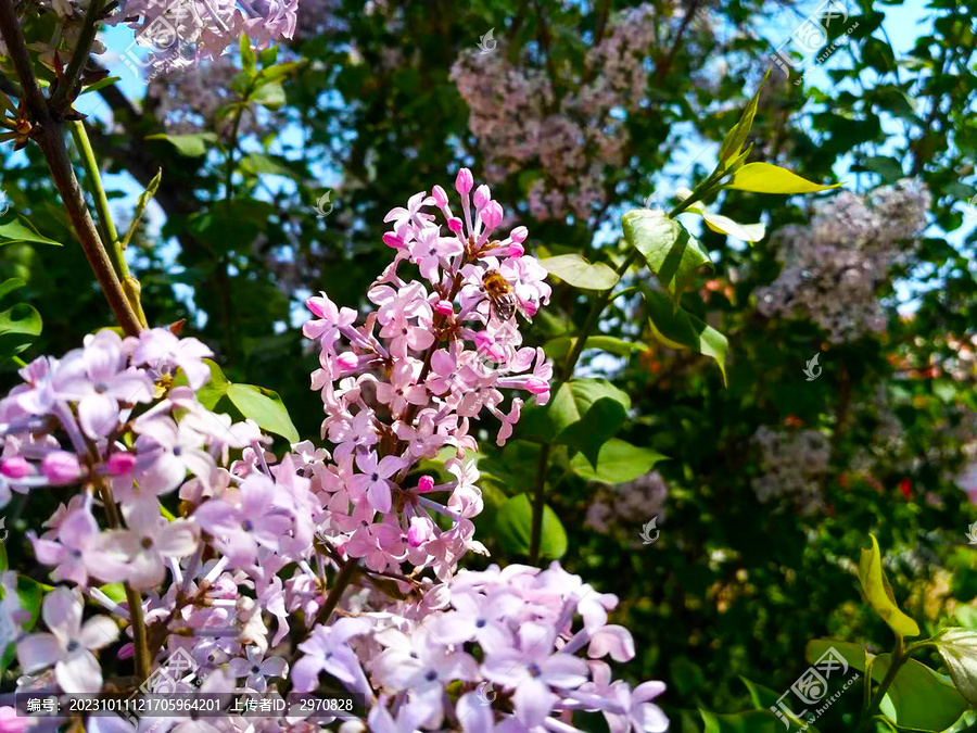 丁香花