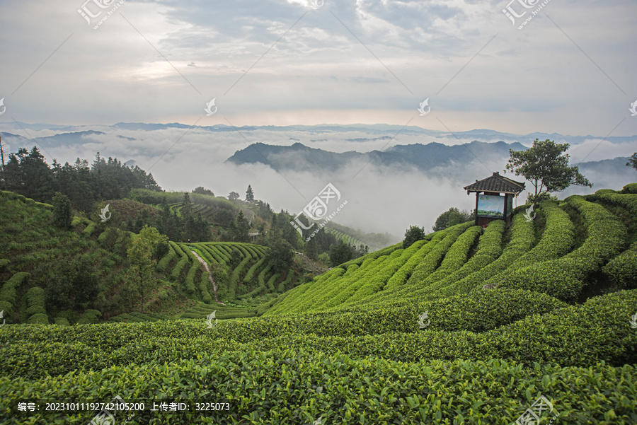 高山茶場