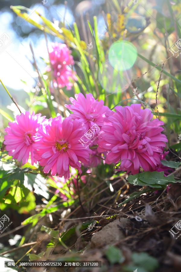 小雏菊