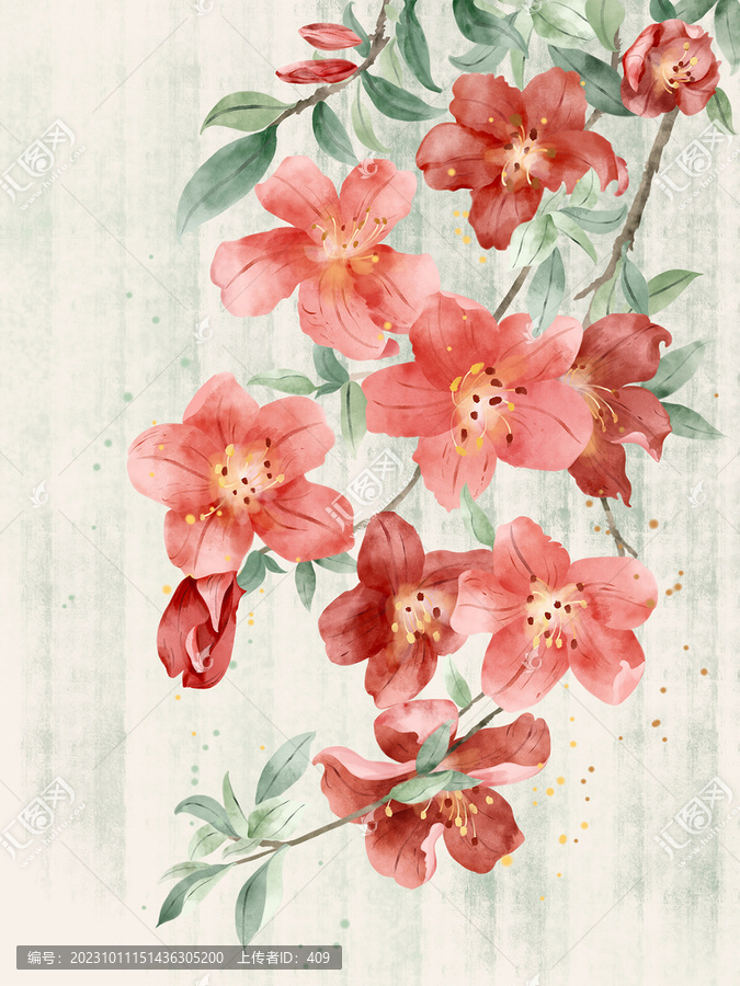 杜鵑插畫