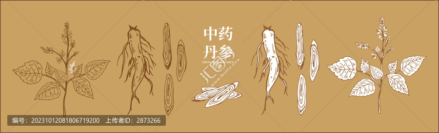 丹參插畫