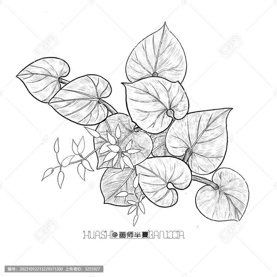 植物裝飾