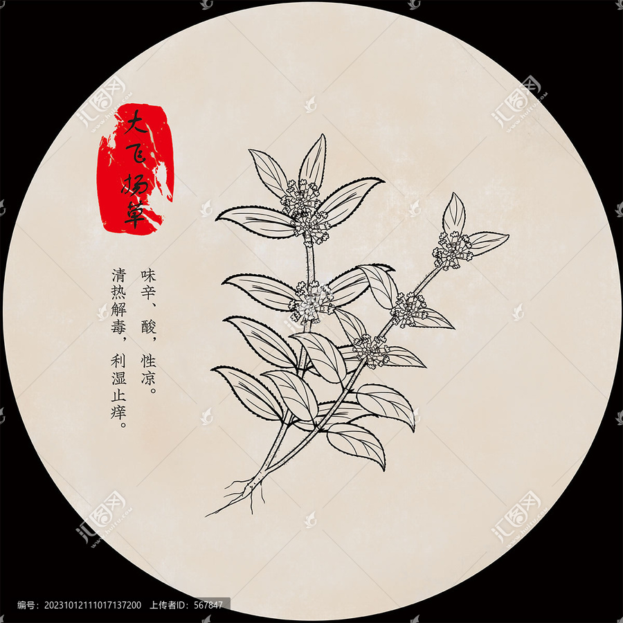 大飛楊草
