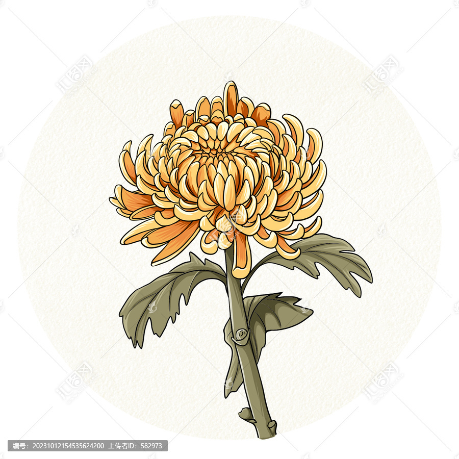 秋菊插畫