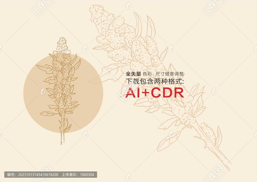 藜麥?zhǔn)掷L藜麥插畫