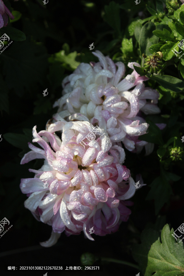 浅粉菊花双只特写