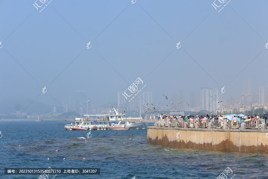 星海广场海鸥风光