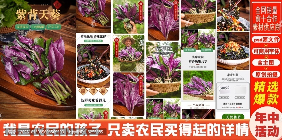 紫背天葵詳情頁(yè)