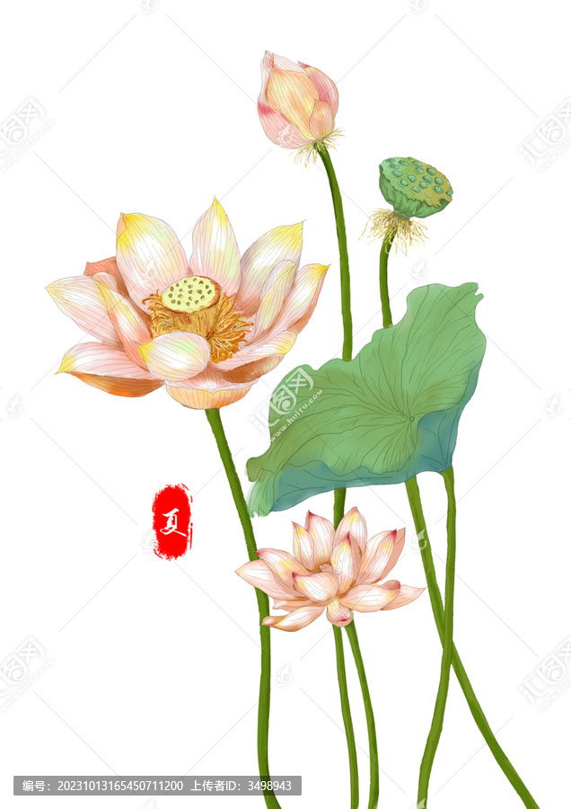 荷花