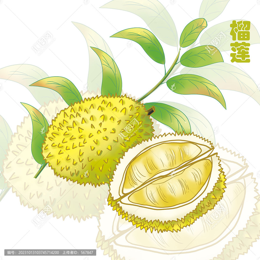 手繪榴蓮插畫(huà)