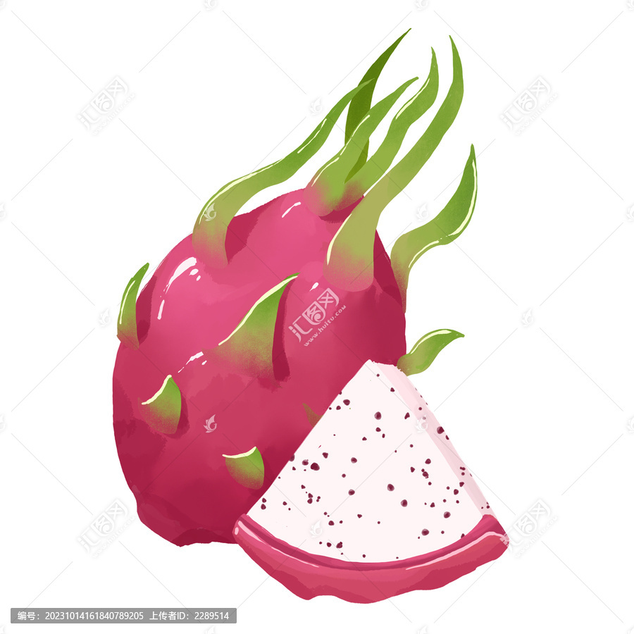 火龍果水果手繪插畫